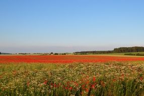 red Poppies summer Field Landscape