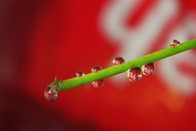 drops of water on the blade of grass
