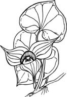 graphic image of a black and white flower