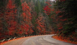 autumn trees with red leaves near the road