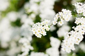 tiny White Flowers of spirea close-up on blurred background