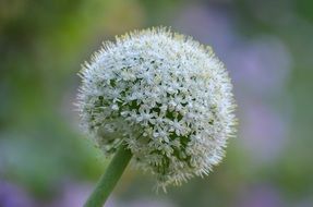 white round bud of garden plant