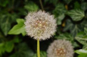 two dandelions on a blurry background