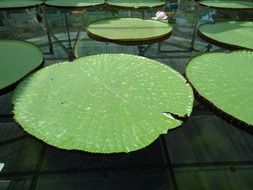 round green leaves of water lily in a pond