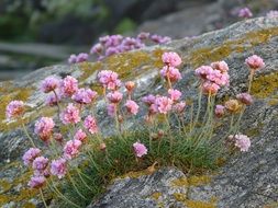 incomparable Nature Pink Flowers