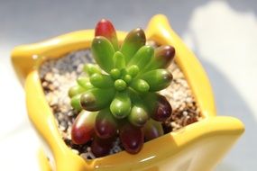 young Plant in tiny yellow pot