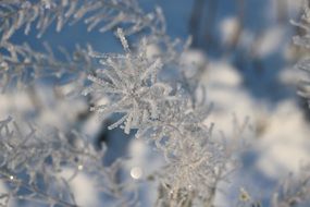 frosted plants at winter