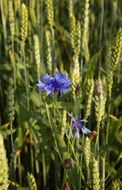 Cornflowers in a meadow