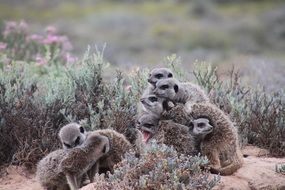 Meerkat South Africa