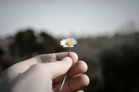 White Flower Nature Flourished