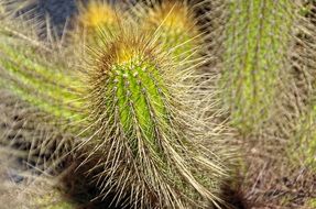 prickly cacti in Lanzarote