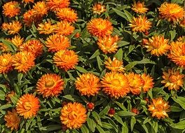 spring orange flowers in the garden