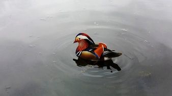 Colorful duck in a pond