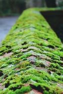 green moss on a stone wall