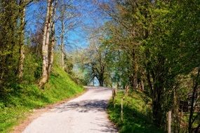 paved road in the park as a nature trail