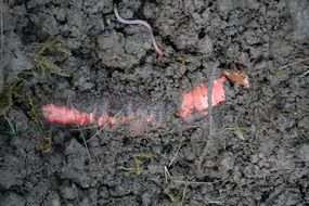 earthworm in black earth close-up