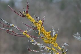 yellow moss on a tree branch