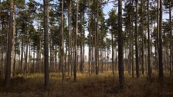 spring forest on a sunny day