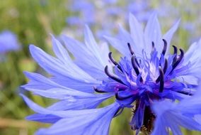 incomparable Flower Plant