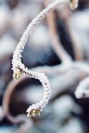 branch in hoarfrost closeup