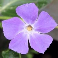 beautiful Bloom Violet Flower