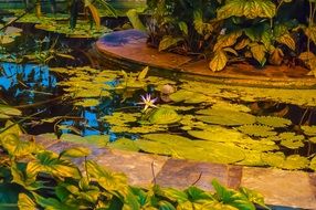 wonderful Pond Flowers
