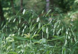 wild oats as an ornamental plant
