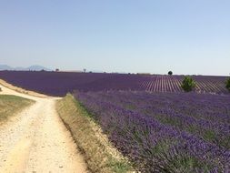 country road along the lavender field