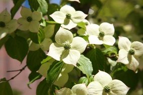 white flowers like flowering trees