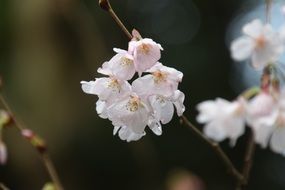 white flowering of a sakura close-up