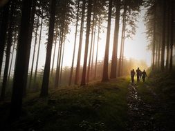 silhouettes of three persons walking on path in forest at sunset