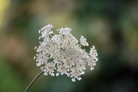 Wild Carrot blossom at blurred background