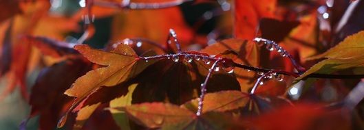 rain drops on red maple leaves, Autumn background
