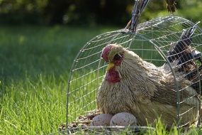 Chicken and eggs in Cage on lawn, garden decor