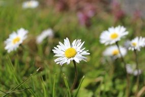 absolutely gorgeous White Flower