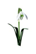 charming Snowdrop Plant drawing