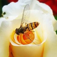 wasp on a white rose