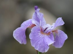 purple iris flower on a blurry background