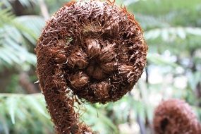 brown fern stem