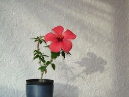 magnificent red Hibiscus