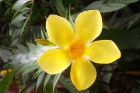 tropical yellow flower in the Gardens of Valombreuse