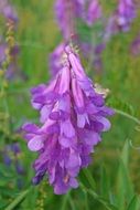 light purple vetch arizona close up