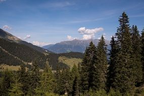 spruce forest at mountain Landscape, austria, tyrol
