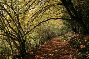 Fall Forest Autumn