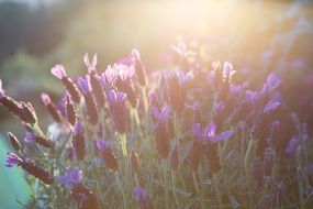 closeup picture of lavender bush under the sunlight