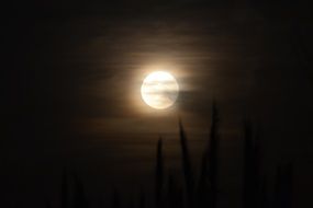Silhouettes on a moonlit night