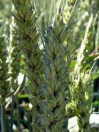 incredibly handsome Wheat Field