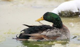 Mallard Male on water surface