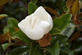 white blooming magnolia