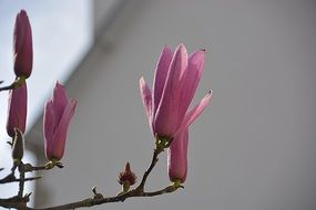 Pink Magnolias Flowers